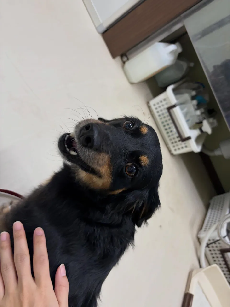 トリミングのセットメニューをご利用頂いたわんこたちです🐾