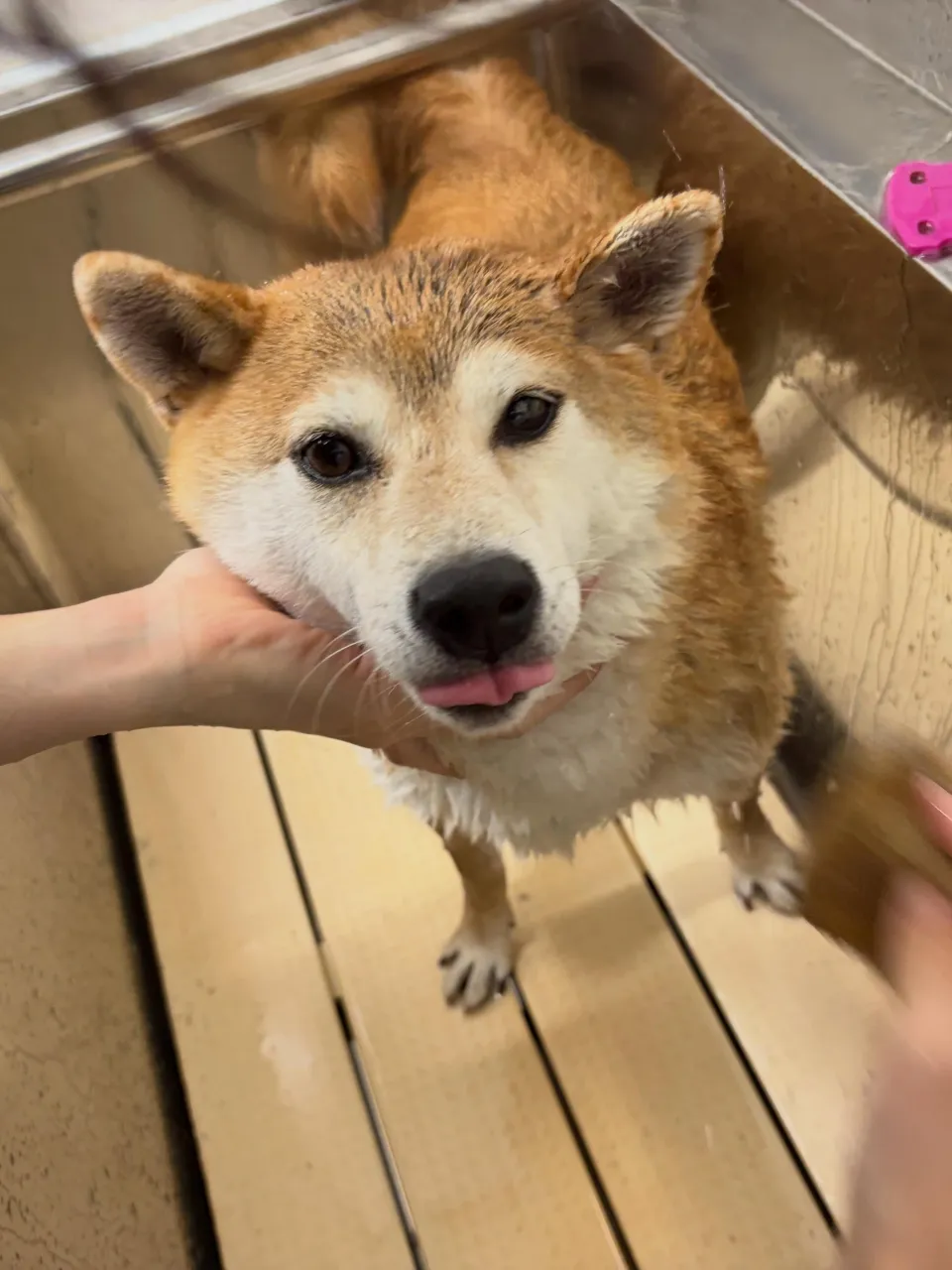 トリミングのセットメニューをご利用頂いたわんこたちです🐾