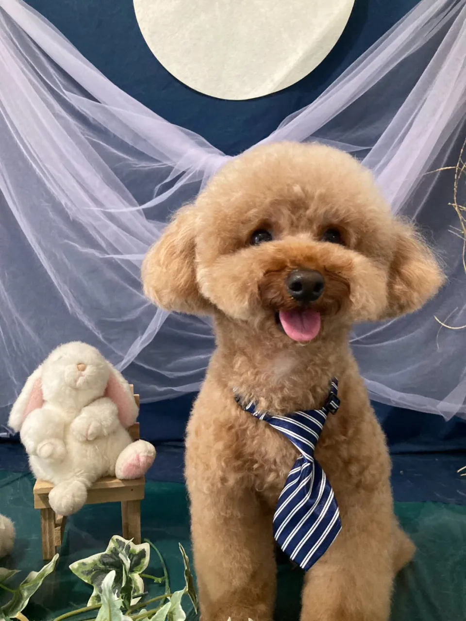 トリミングのセットメニューをご利用頂いたわんこたちです🐾