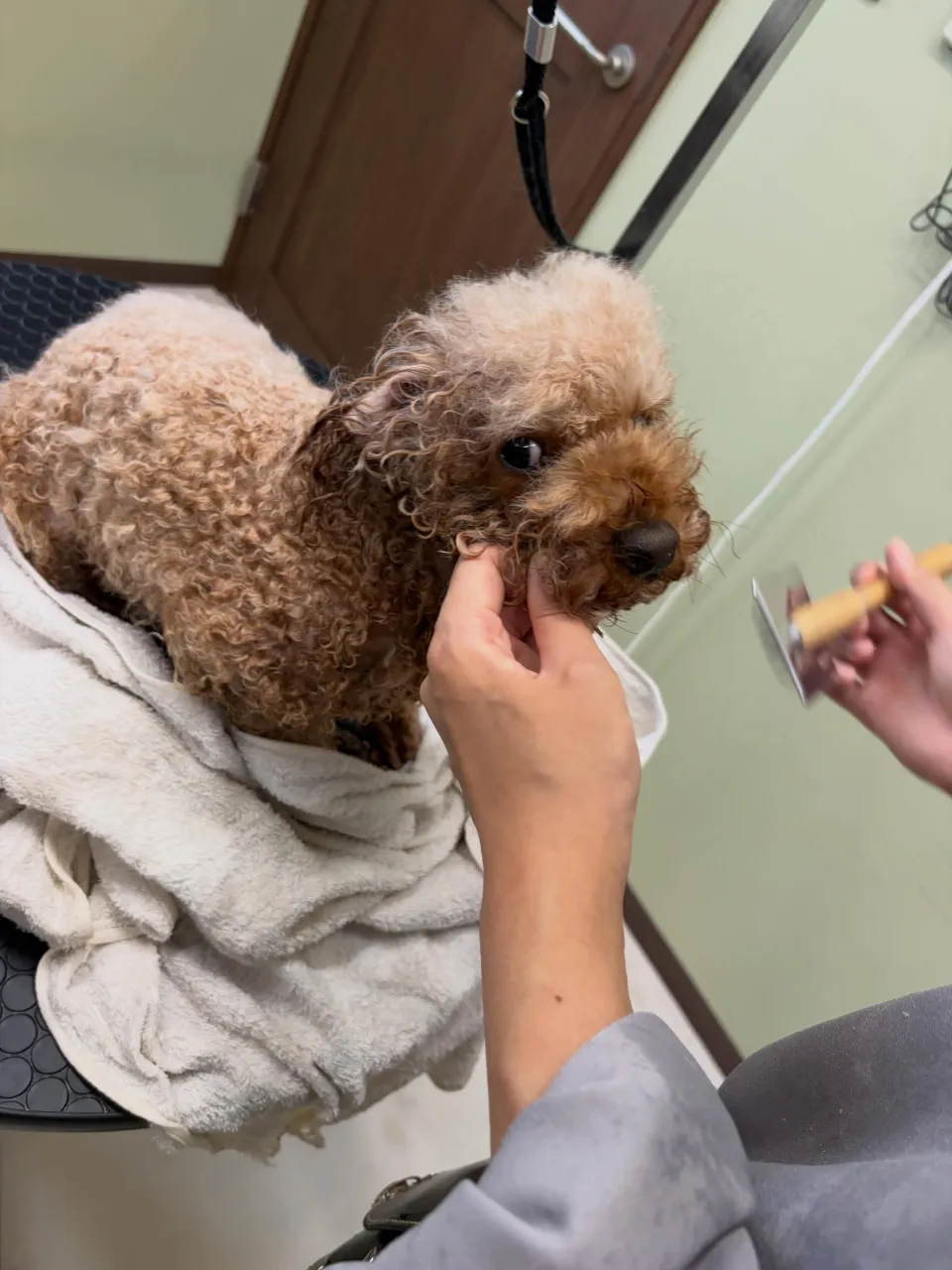 トリミングのセットメニューをご利用頂いたわんこたちです🐾