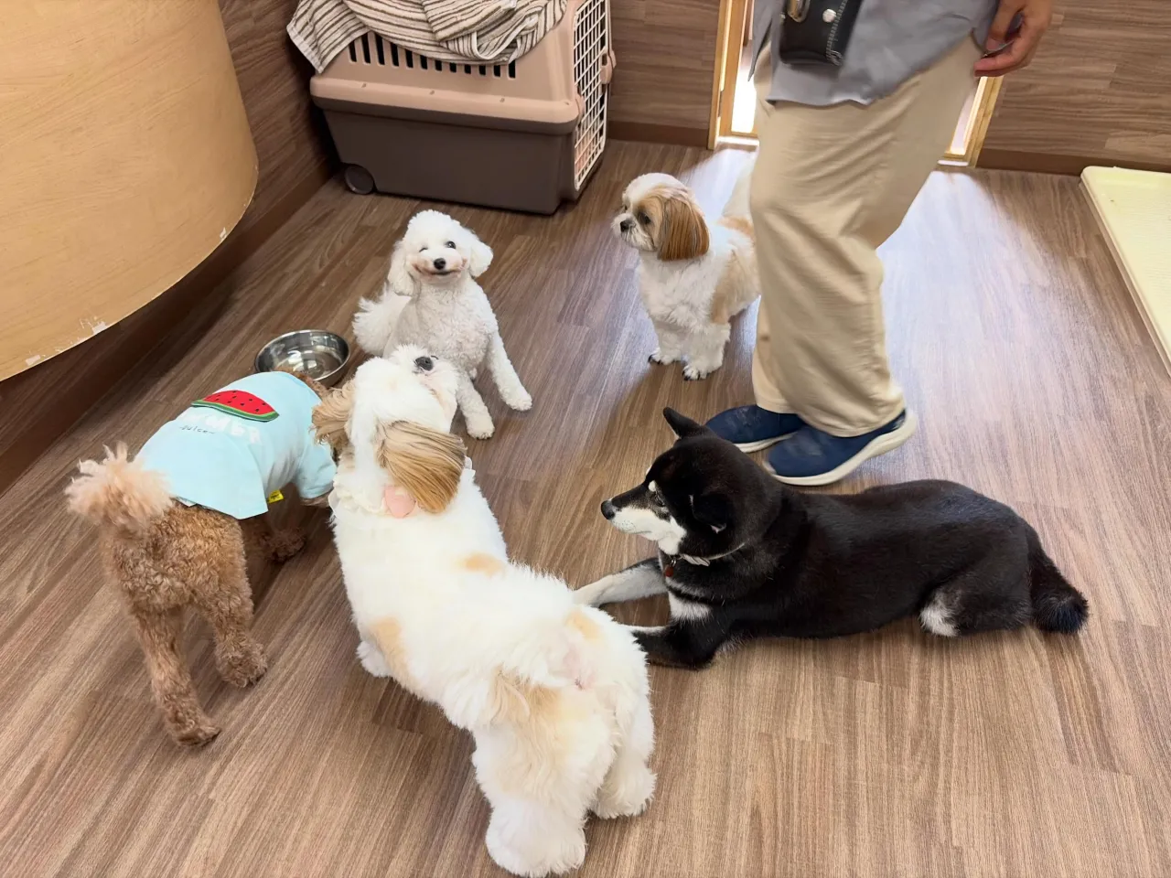 入会してくれたぽぽちゃんです✨