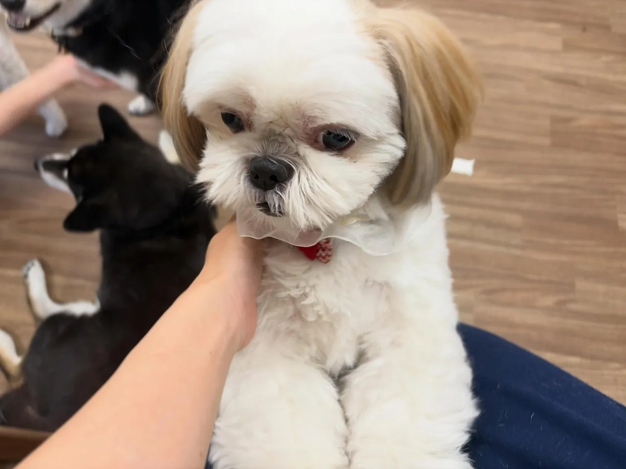 入会してくれたぽぽちゃんです✨