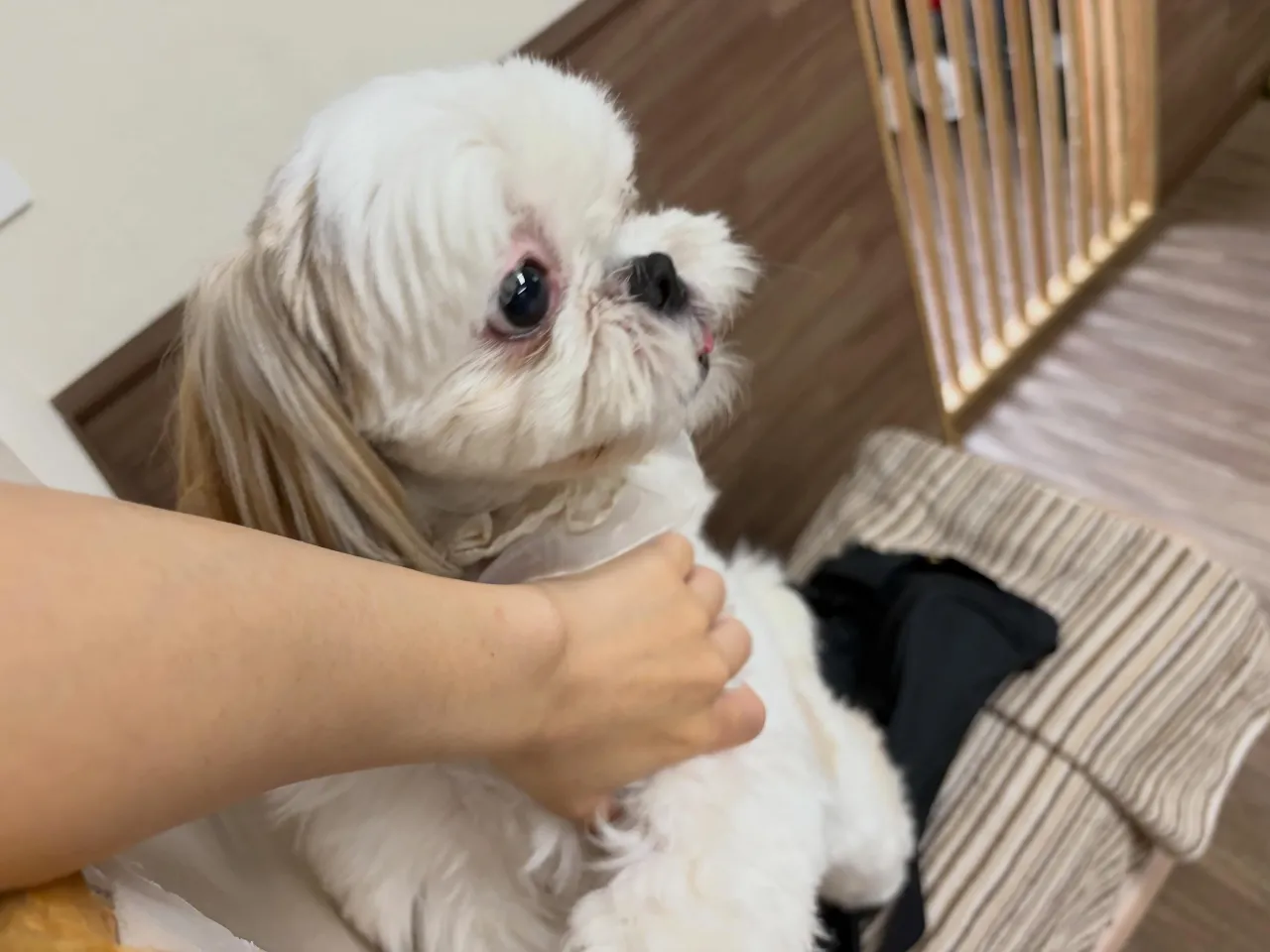入会してくれたぽぽちゃんです✨