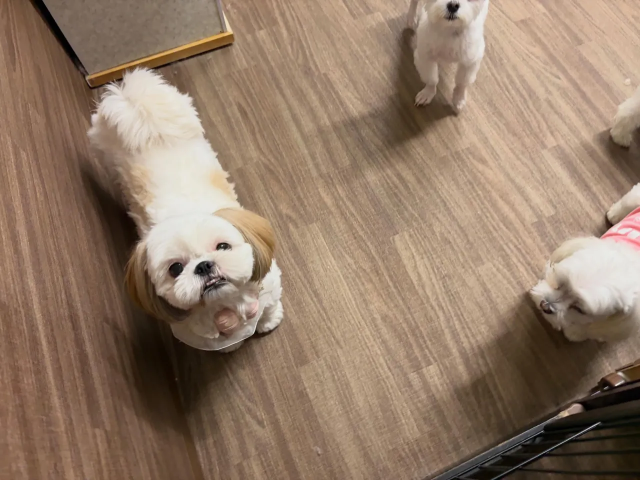 入会してくれたぽぽちゃんです✨