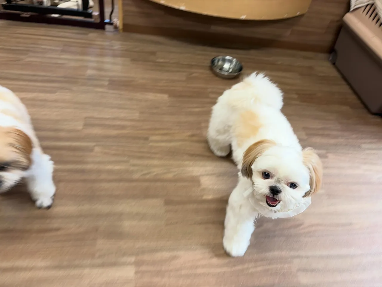入会してくれたぽぽちゃんです✨