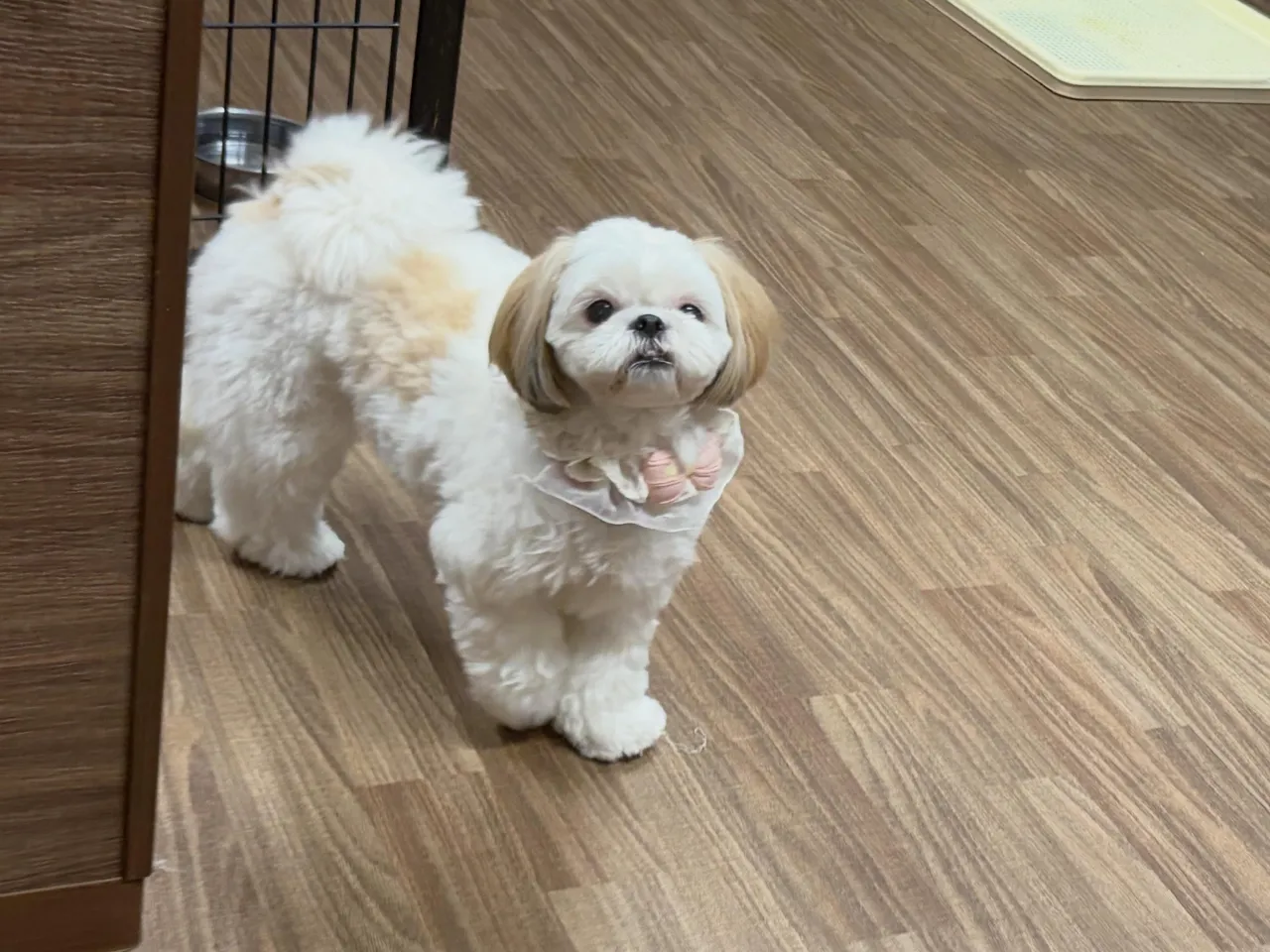 入会してくれたぽぽちゃんです✨