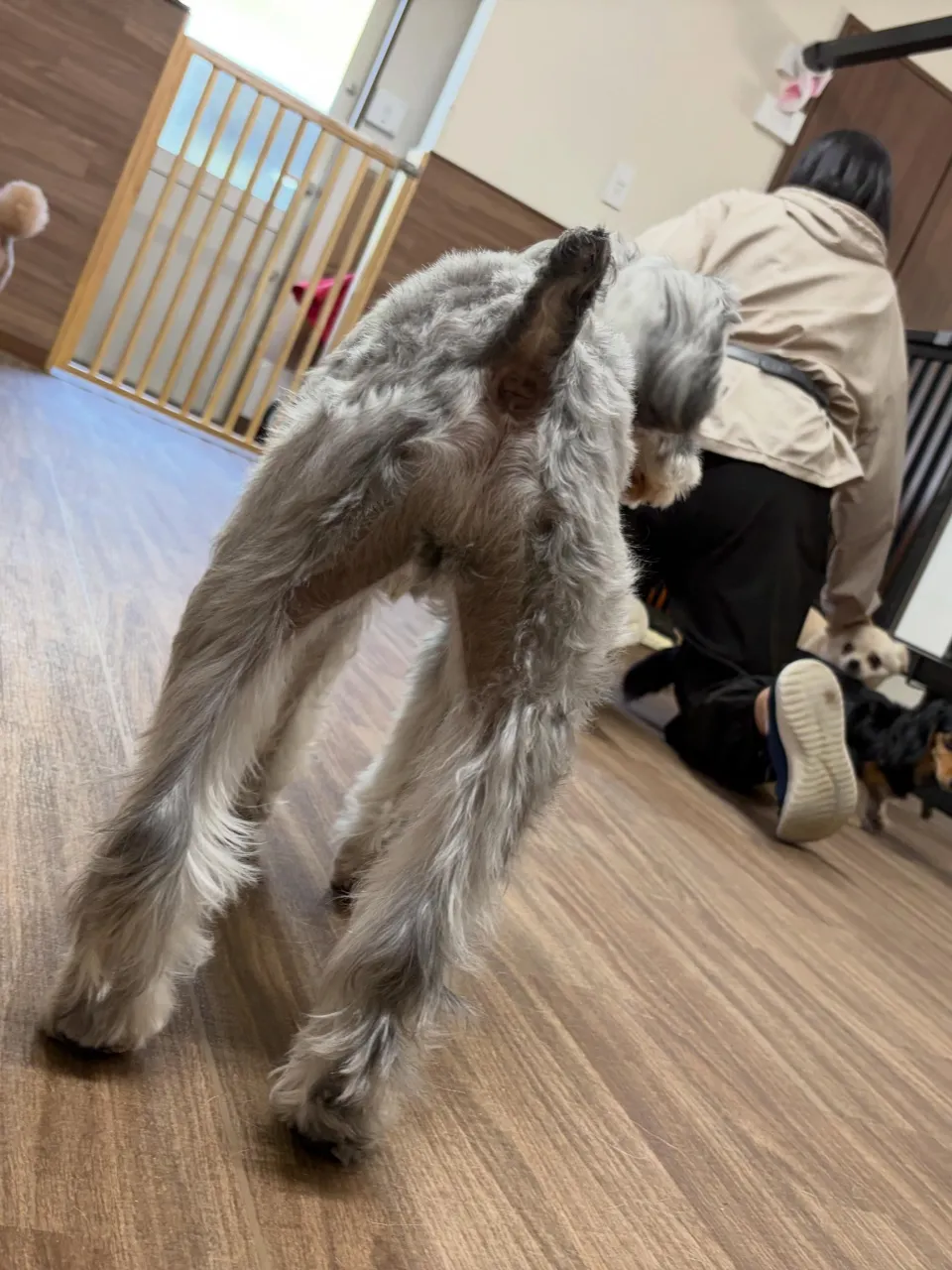 昨日はトトくんのお誕生日でした🎂✨️