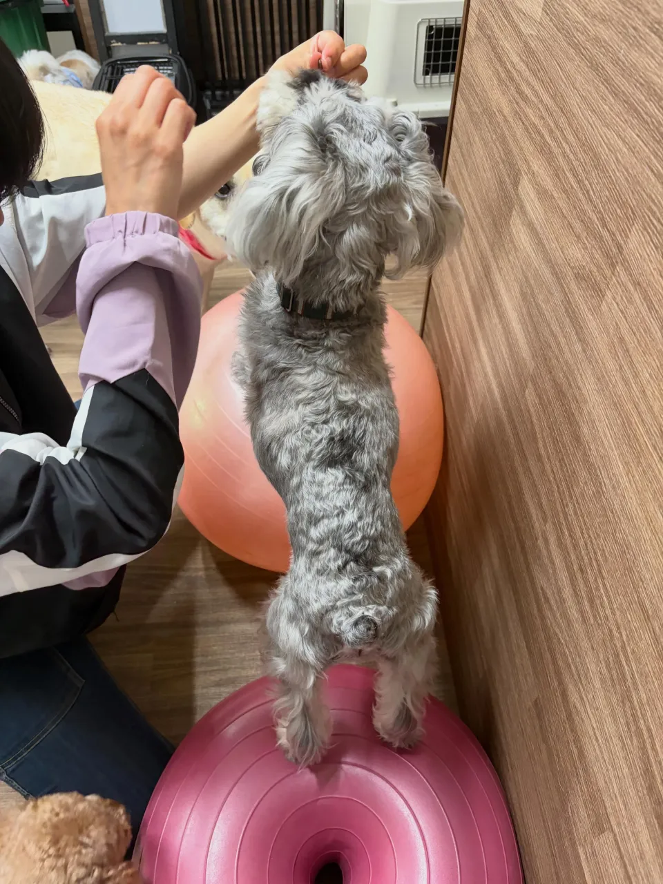 昨日はトトくんのお誕生日でした🎂✨️