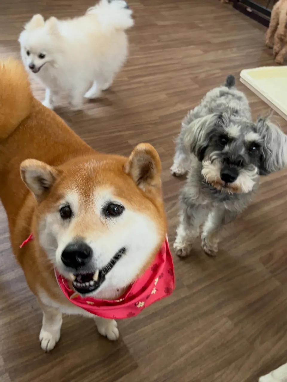 昨日はトトくんのお誕生日でした🎂✨️