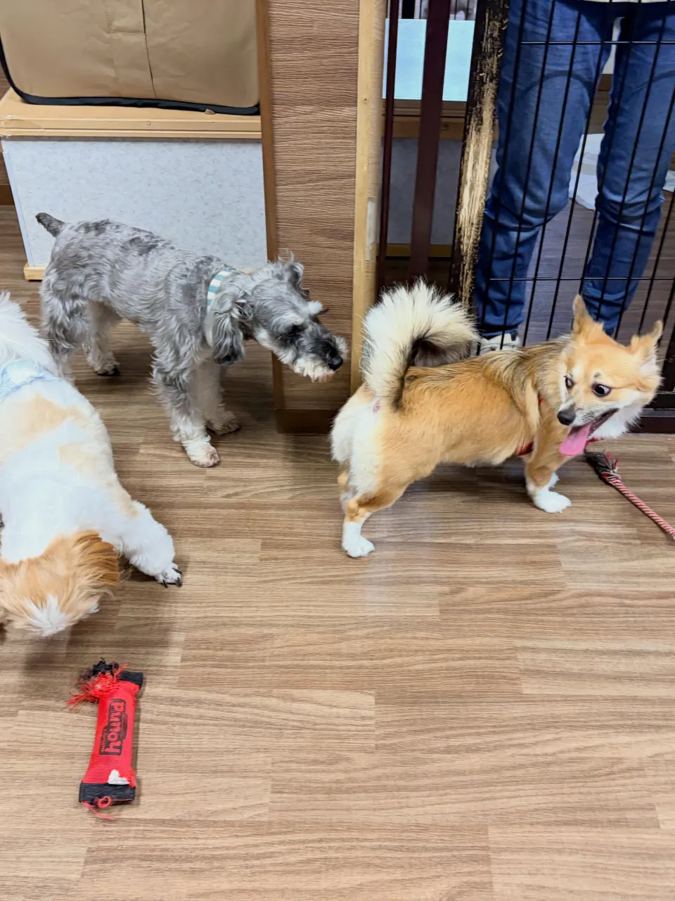 昨日はトトくんのお誕生日でした🎂✨️