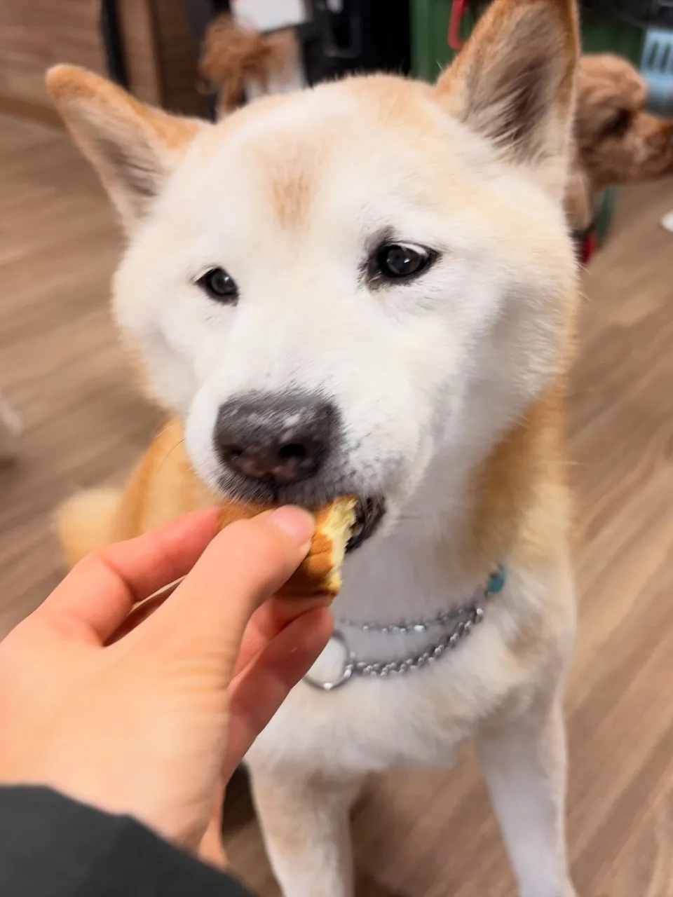 トリミングのセットメニューをご利用頂いたわんこたちです😊
