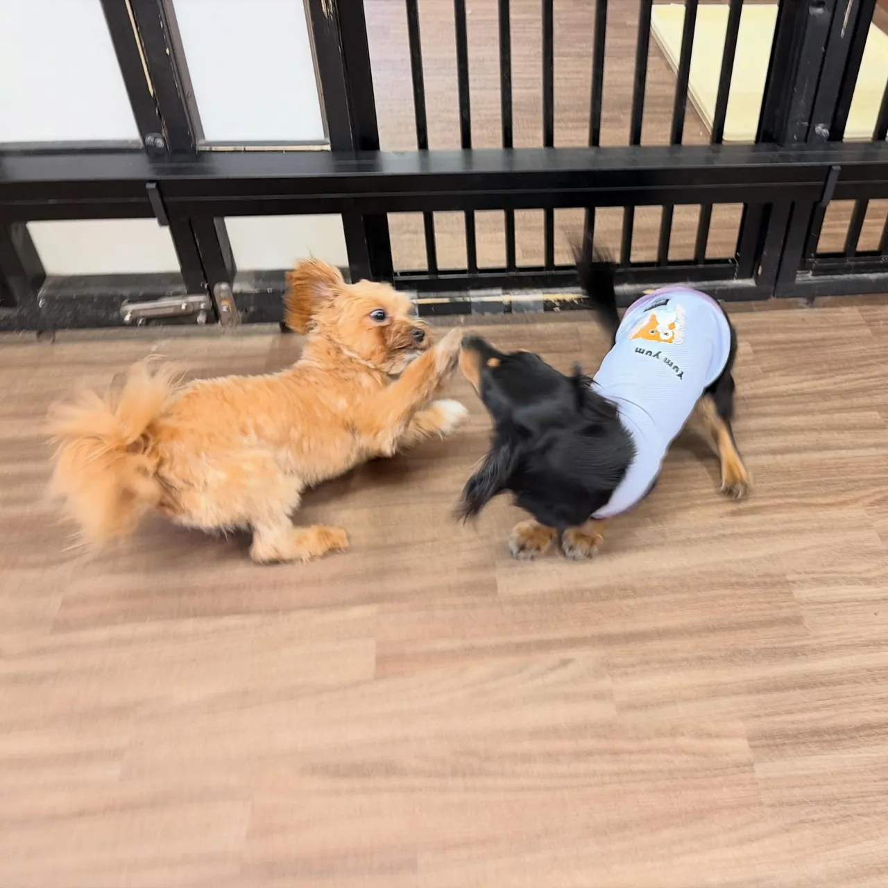 入会してくれたリクくんです🎶