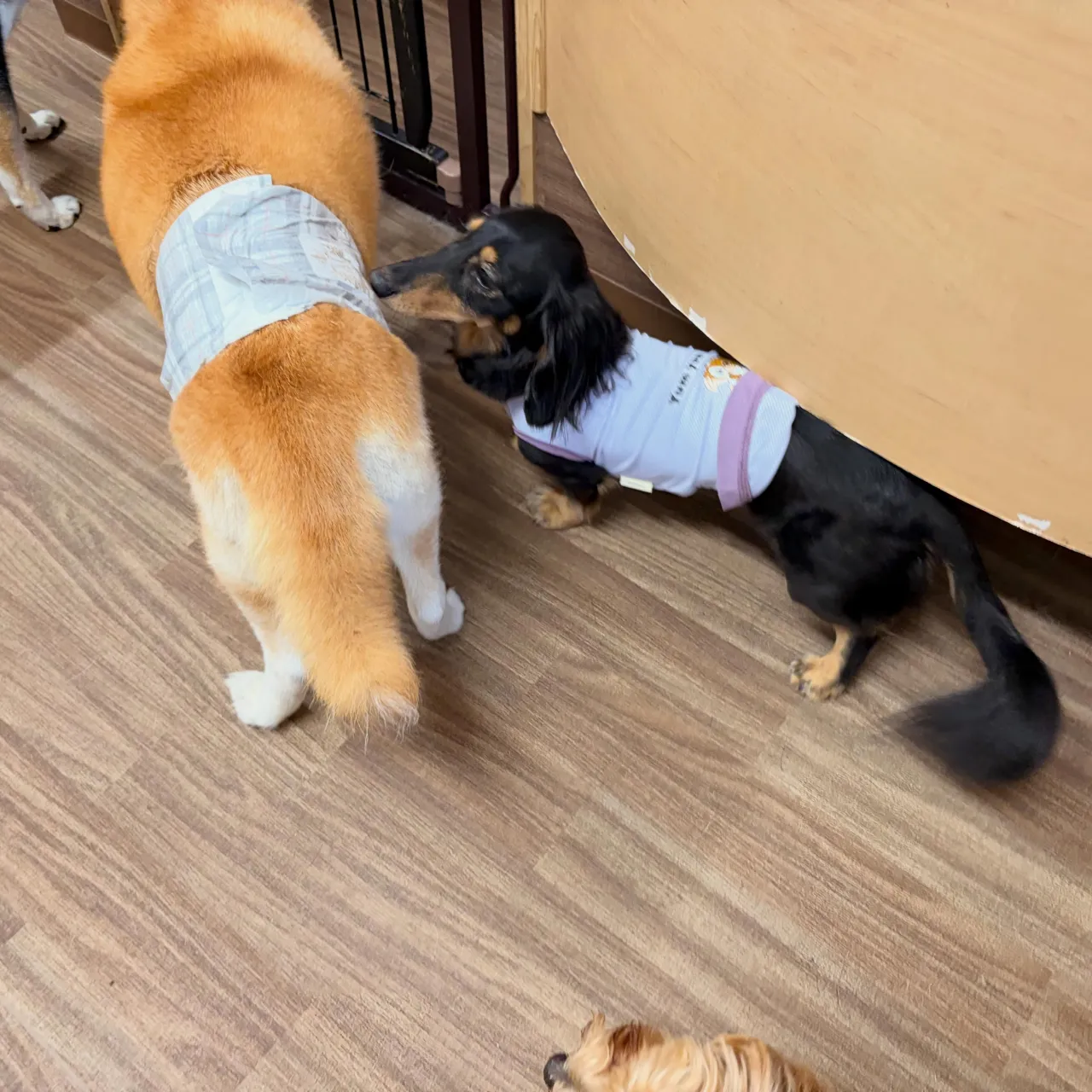 入会してくれたリクくんです🎶