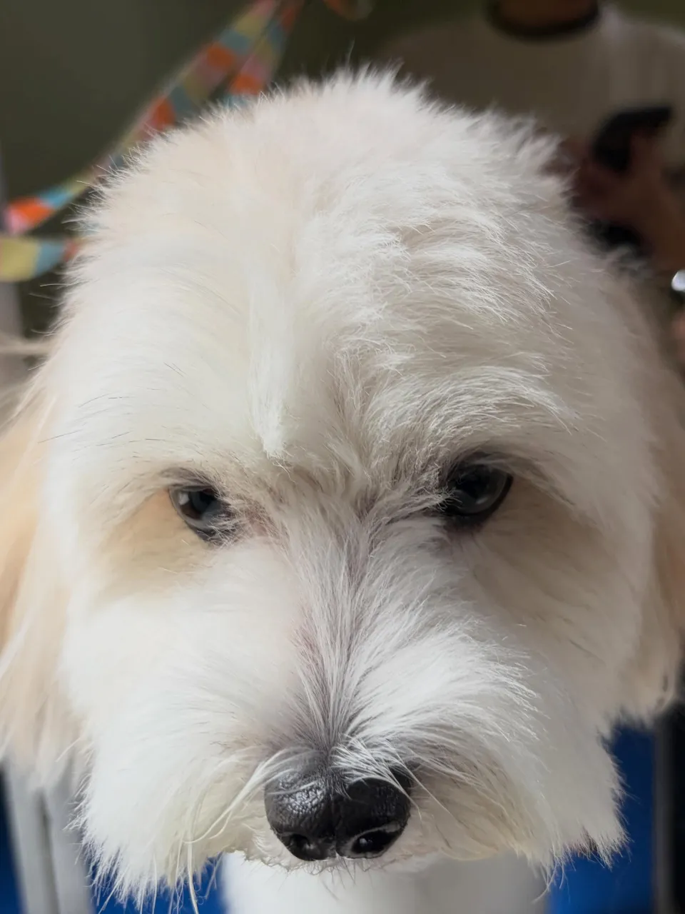 トリミングのセットメニューをご利用頂いたわんこたちです🐶