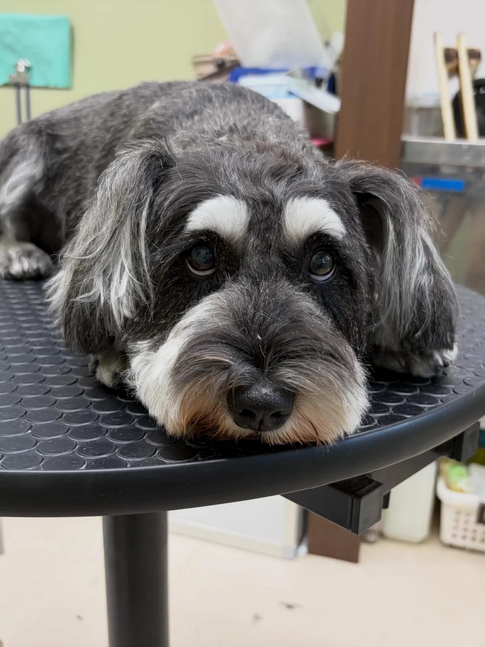 トリミングのセットメニューをご利用頂いたわんこたちです🐶