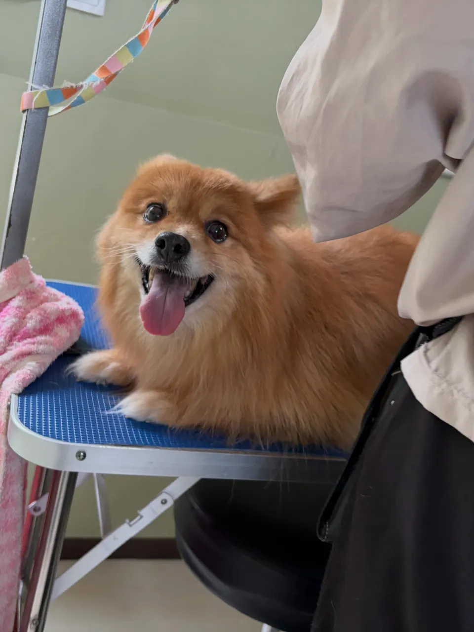 トリミングのセットメニューをご利用頂いたわんこたちです🐶
