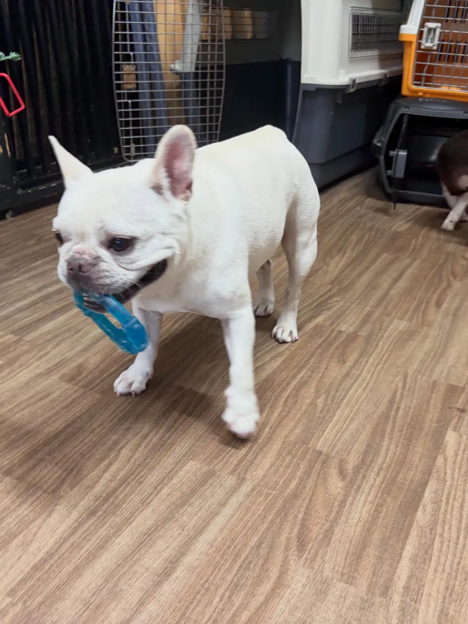 トリミングのセットメニューをご利用頂いたわんこたちです🐶