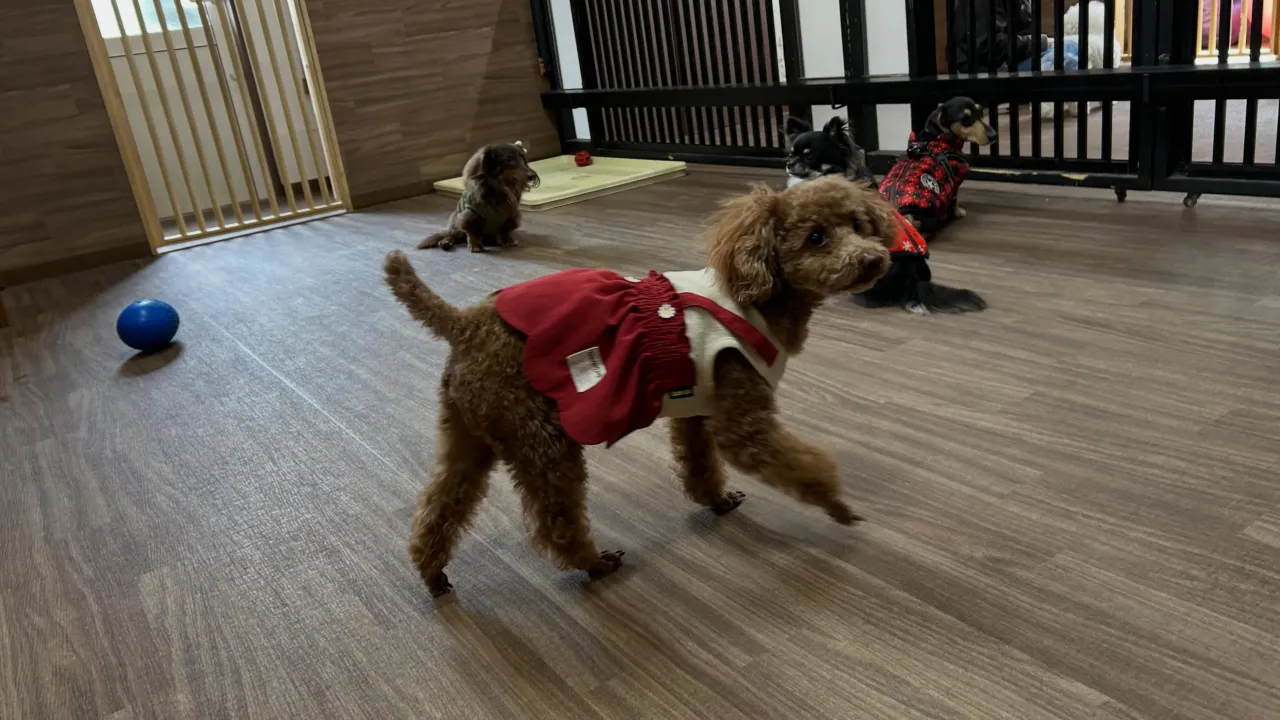 プライベートで行った和歌山旅行の動画第2弾、