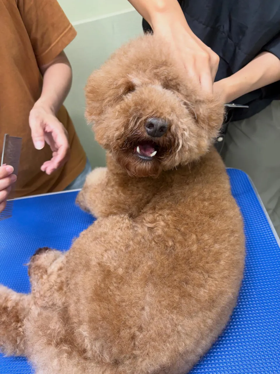 トリミングのセットメニューをご利用頂いたわんこたちです🌟