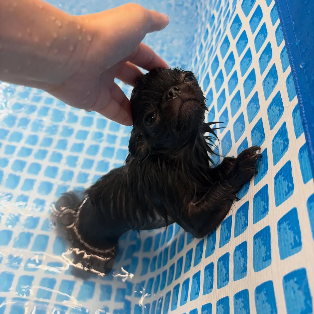 トリミングのセットメニューをご利用頂いたわんこたちです🐾