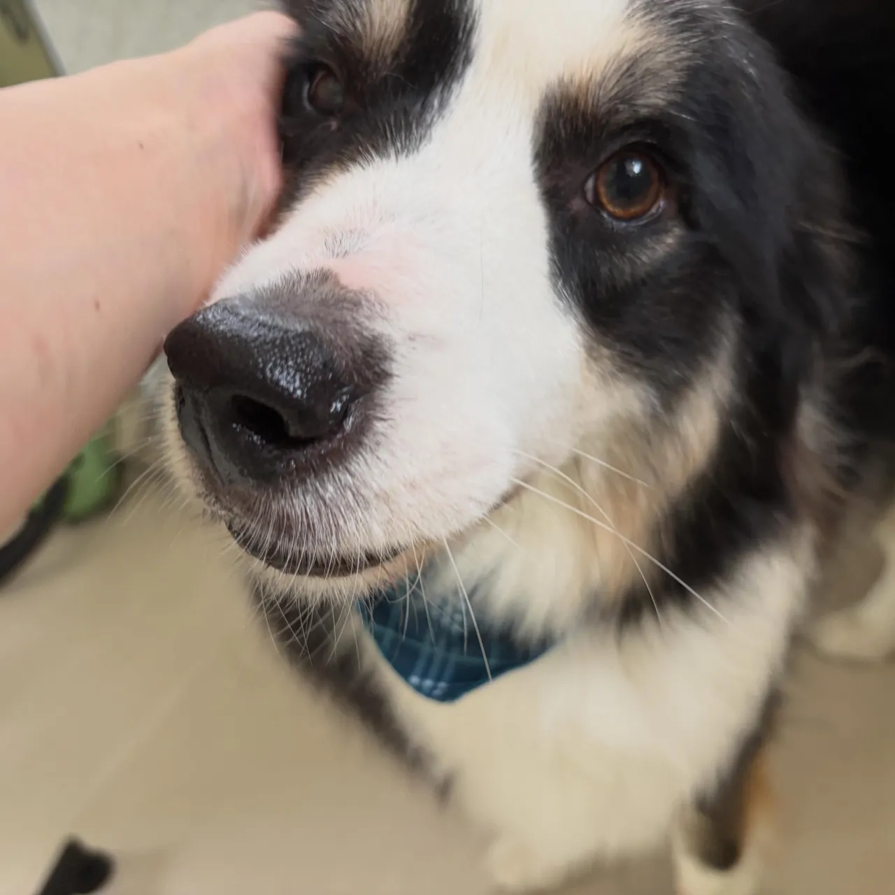 トリミングのセットメニューをご利用頂いたわんこたちです🐾