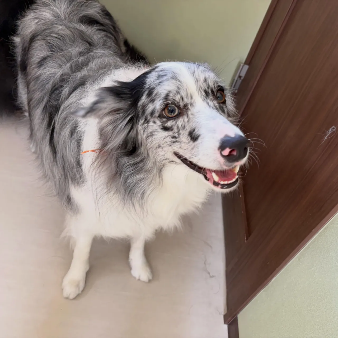 トリミングのセットメニューをご利用頂いたわんこたちです🐾