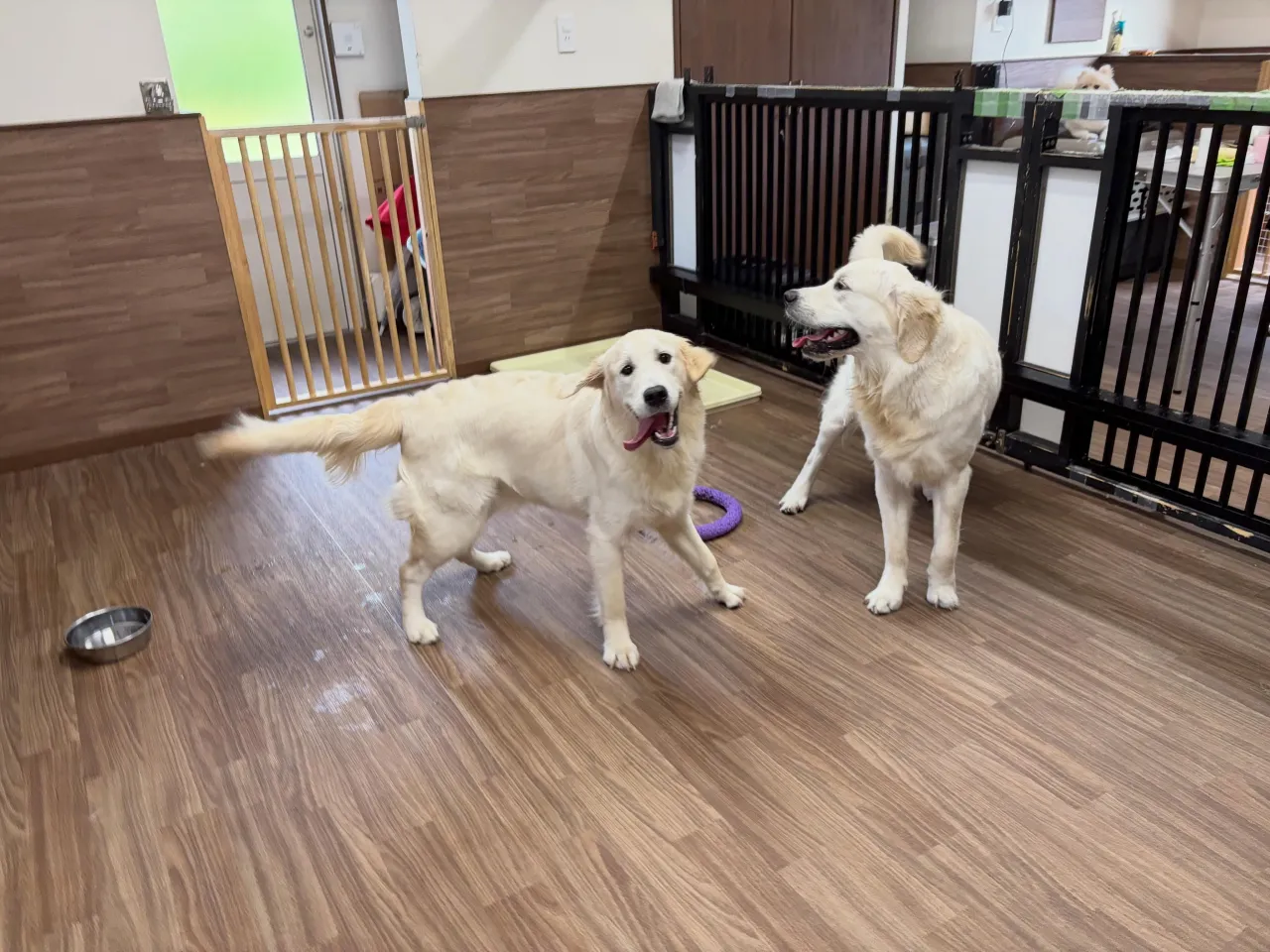 入会してくれたリリィちゃんとレオくんです🌟