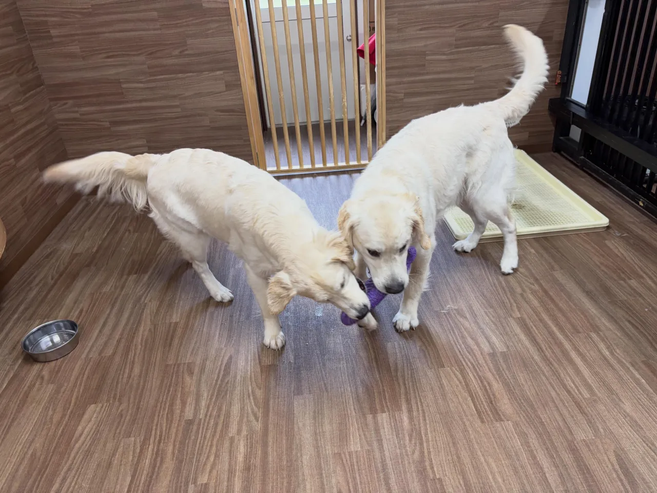入会してくれたリリィちゃんとレオくんです🌟