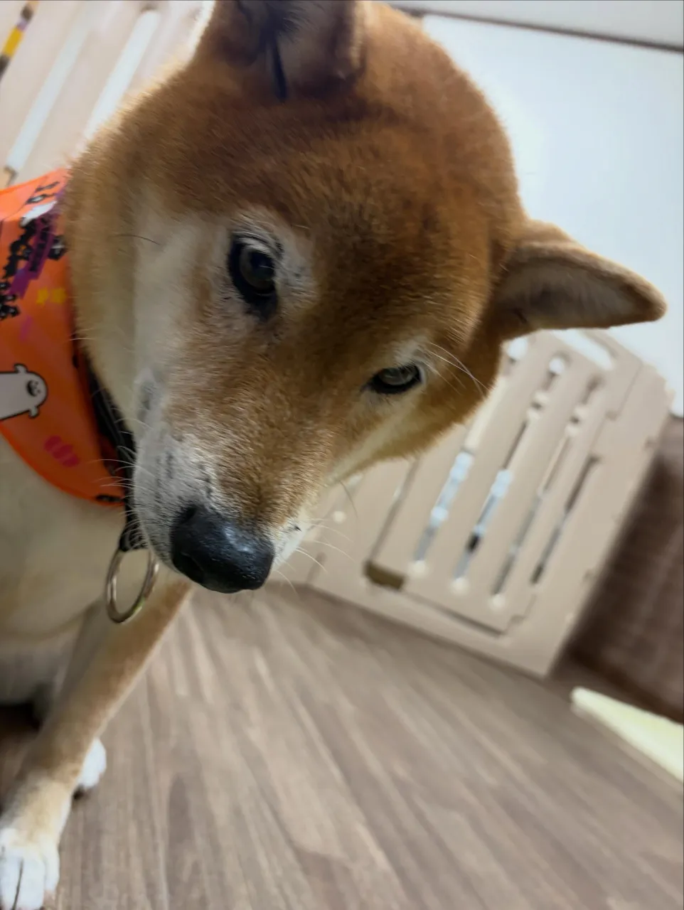 トリミングのセットメニューをご利用頂いたわんこたちです🎶