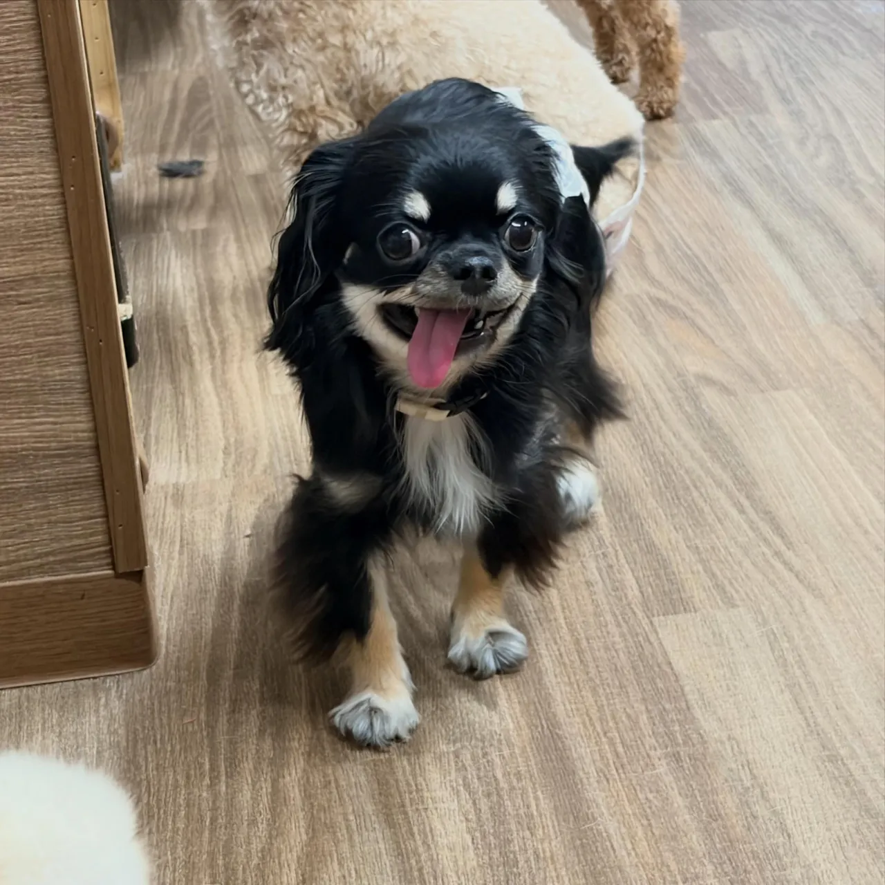 入会してくれたはなちゃんです💖