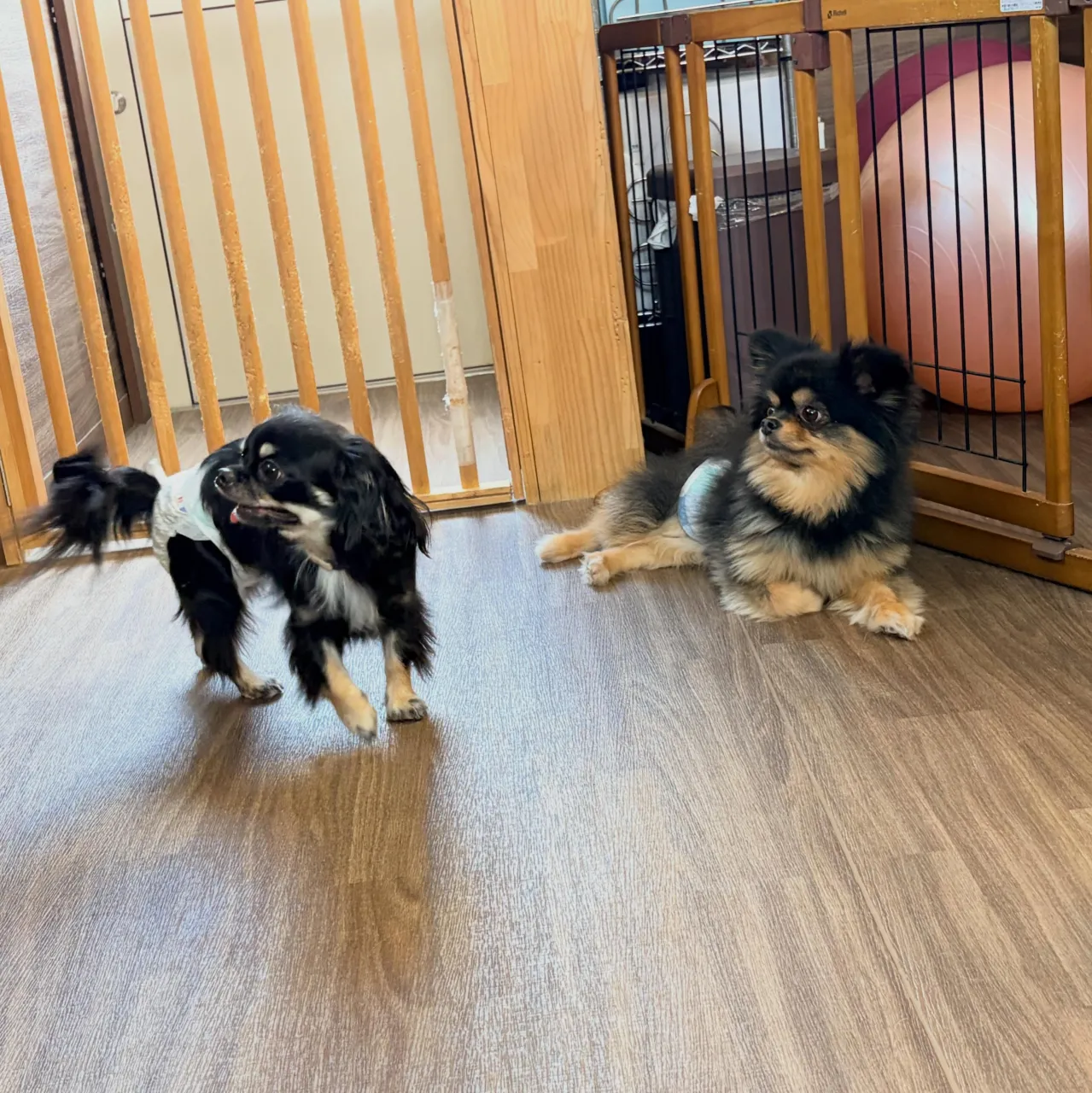 入会してくれたはなちゃんです💖