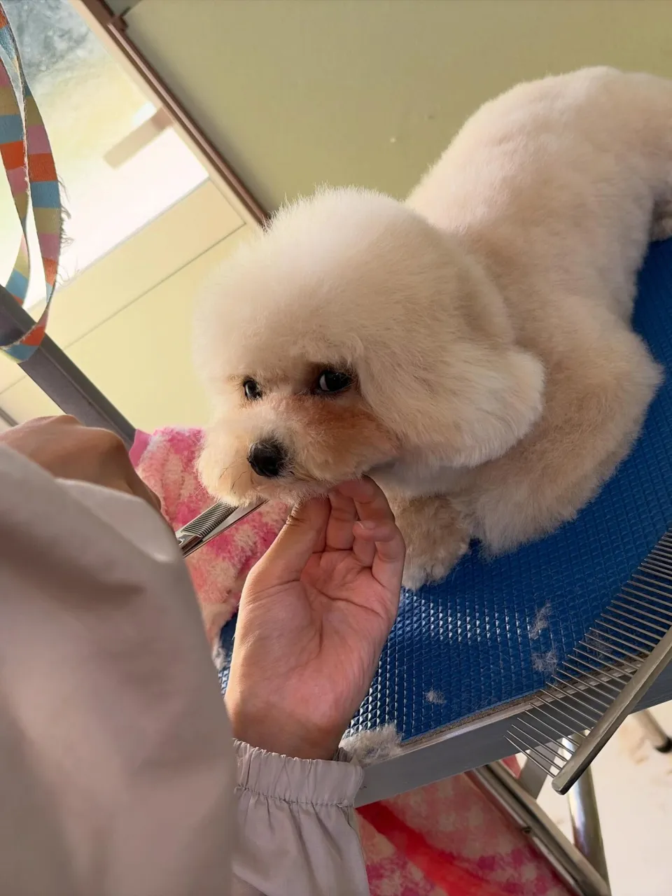 トリミングのセットメニューをご利用頂いたわんこたちです🐾