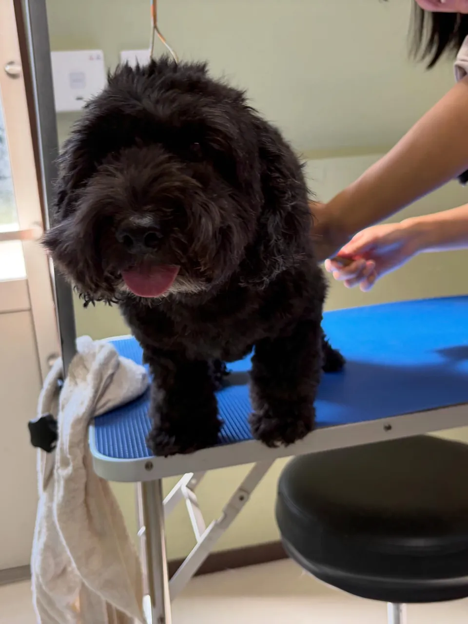 トリミングのセットメニューをご利用頂いたわんこたちです🐾