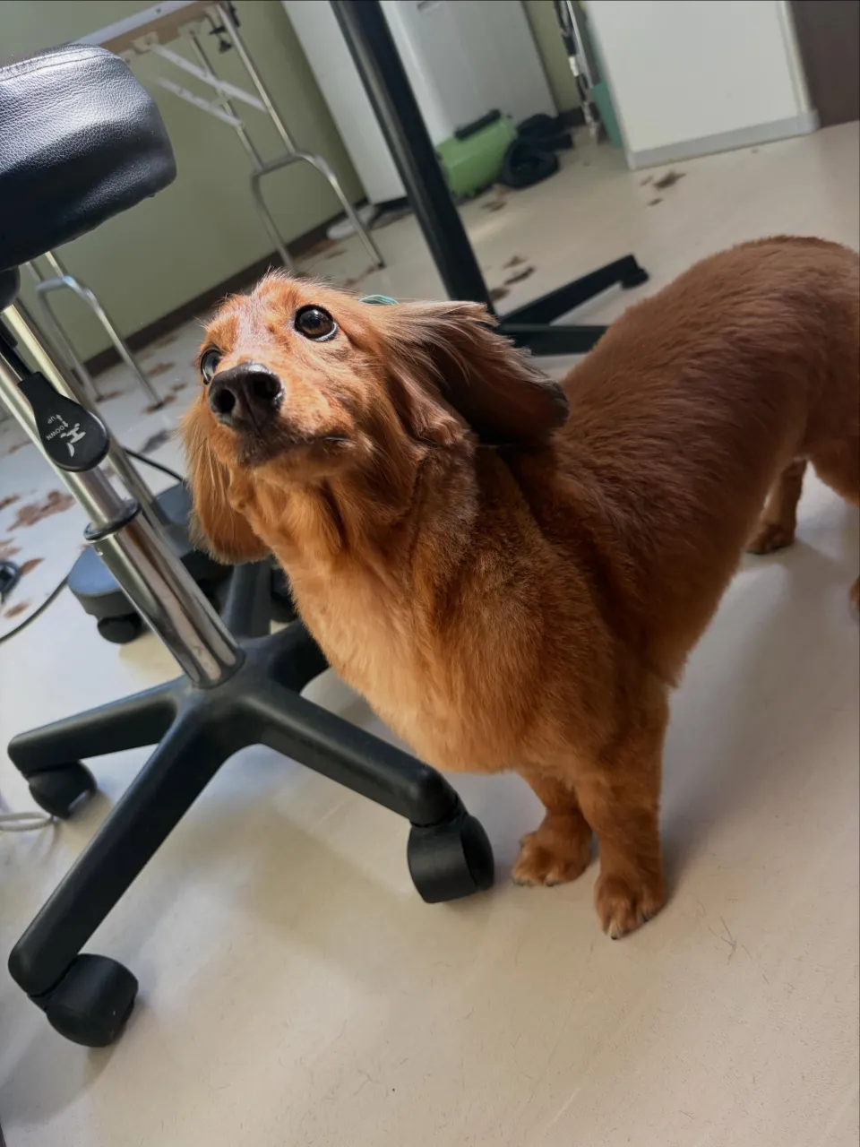 トリミングのセットメニューをご利用頂いたわんこたちです🐾