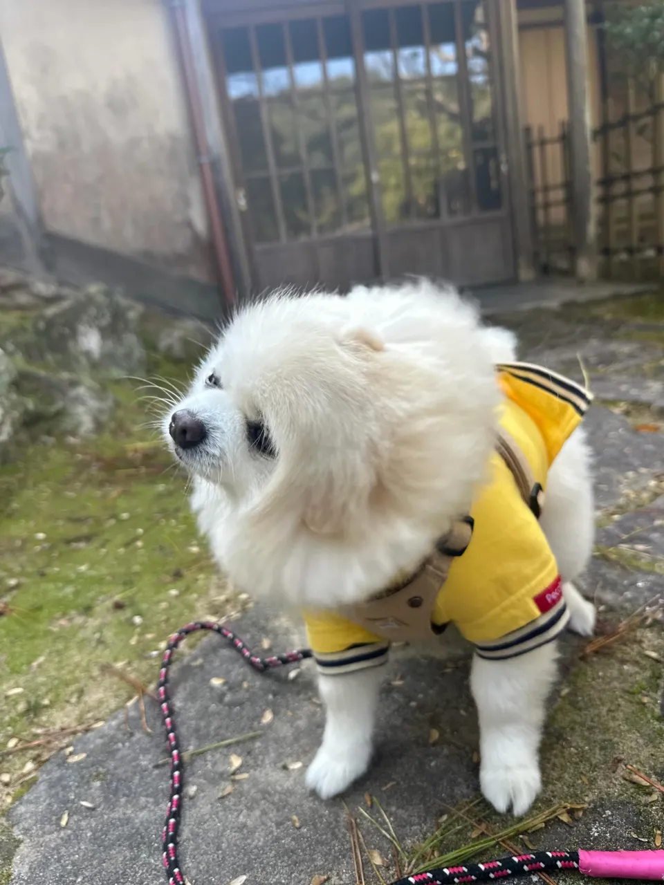 トリミングのセットメニューをご利用頂いたわんこたちです🐾