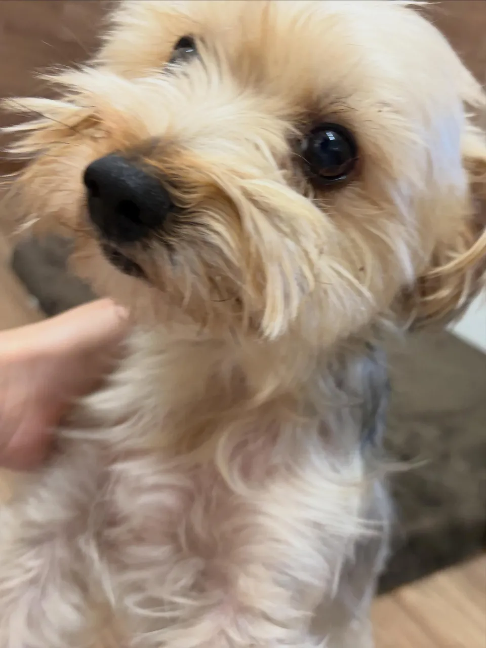 トリミングのセットメニューをご利用頂いたわんこたちです🐾