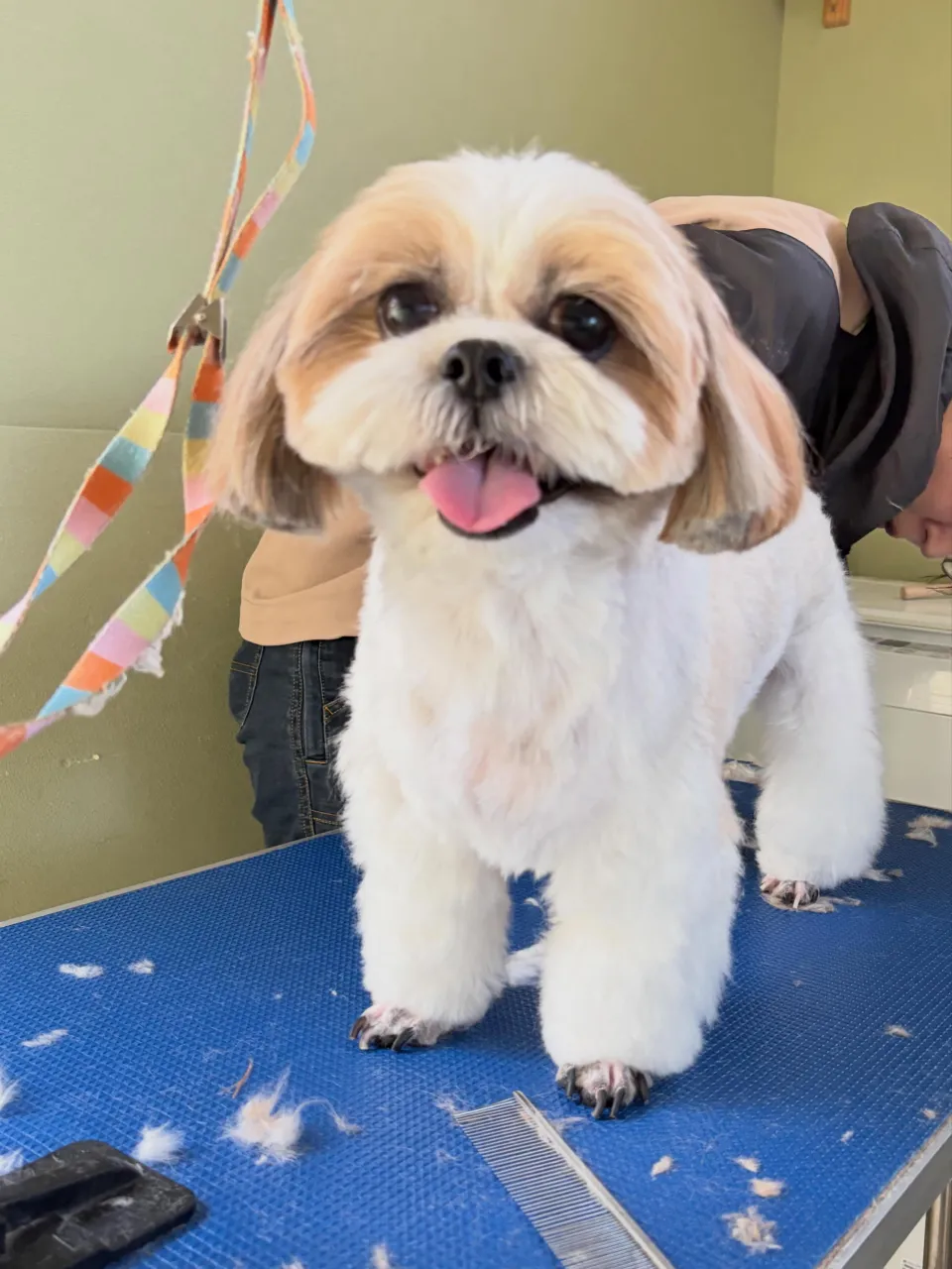 トリミングのセットメニューをご利用頂いたわんこたちです🐾
