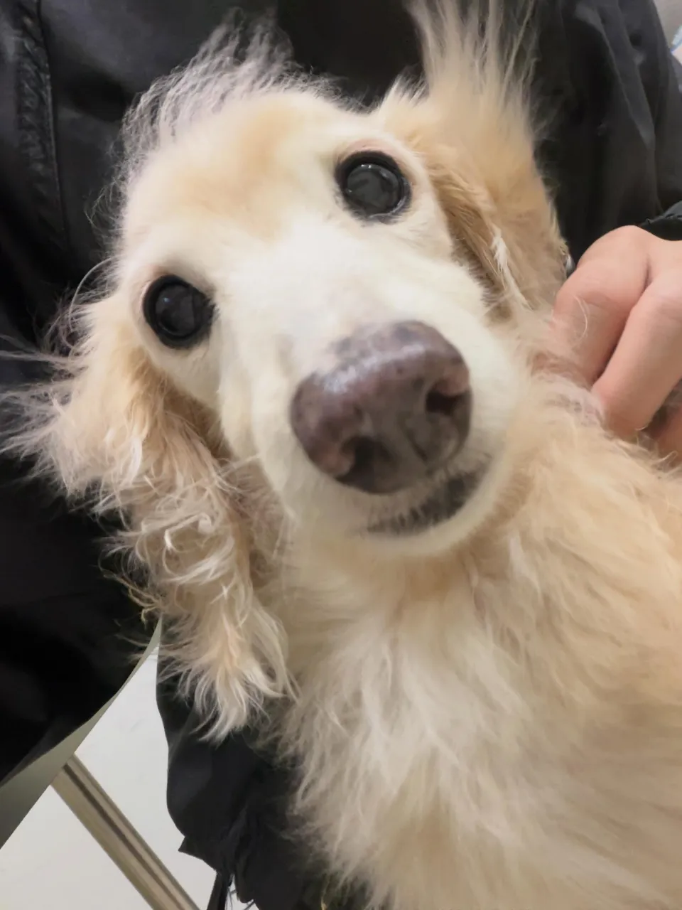 トリミングのセットメニューをご利用頂いたわんこたちです🐾