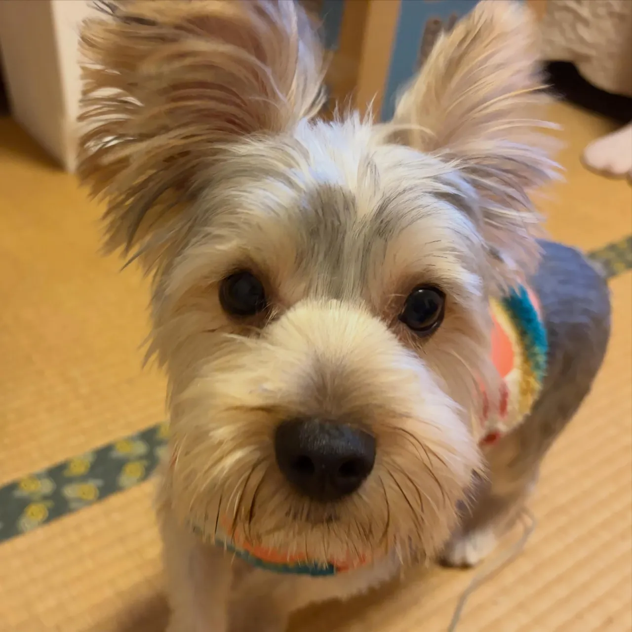 入会してくれたフクくんです🧡