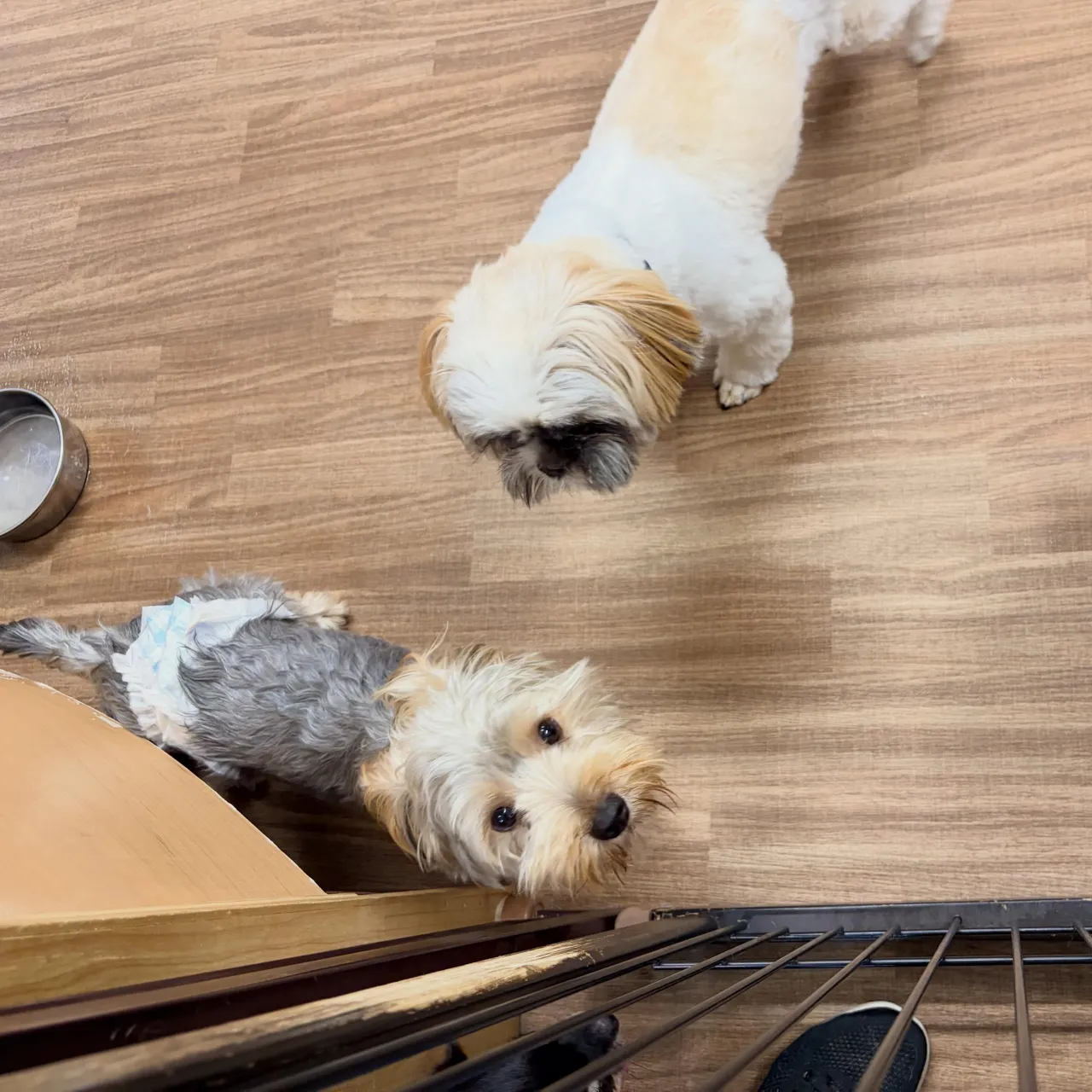 入会してくれたフクくんです🧡