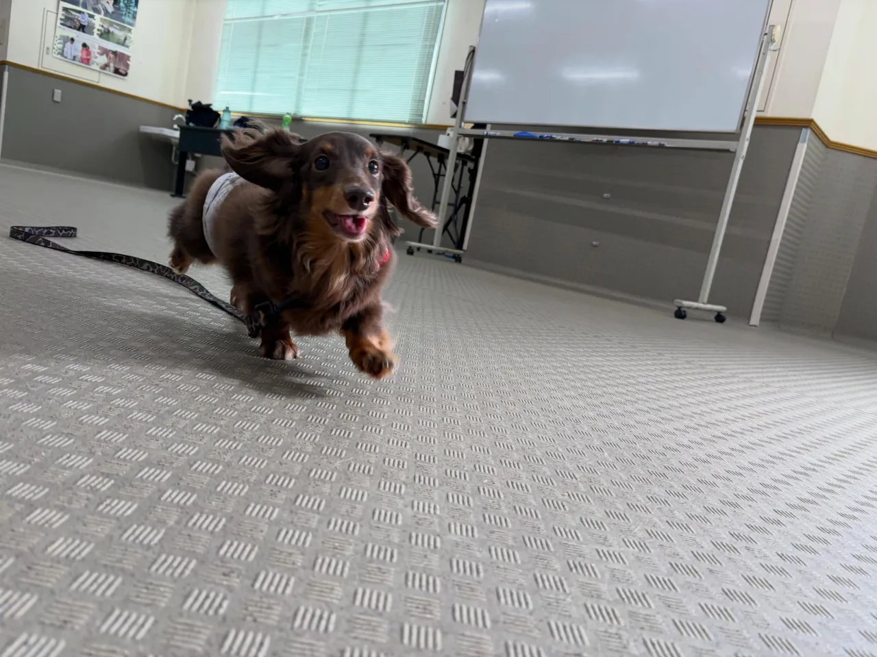 昨日はカカオくんと専門学校で講師のお仕事してきました🏫