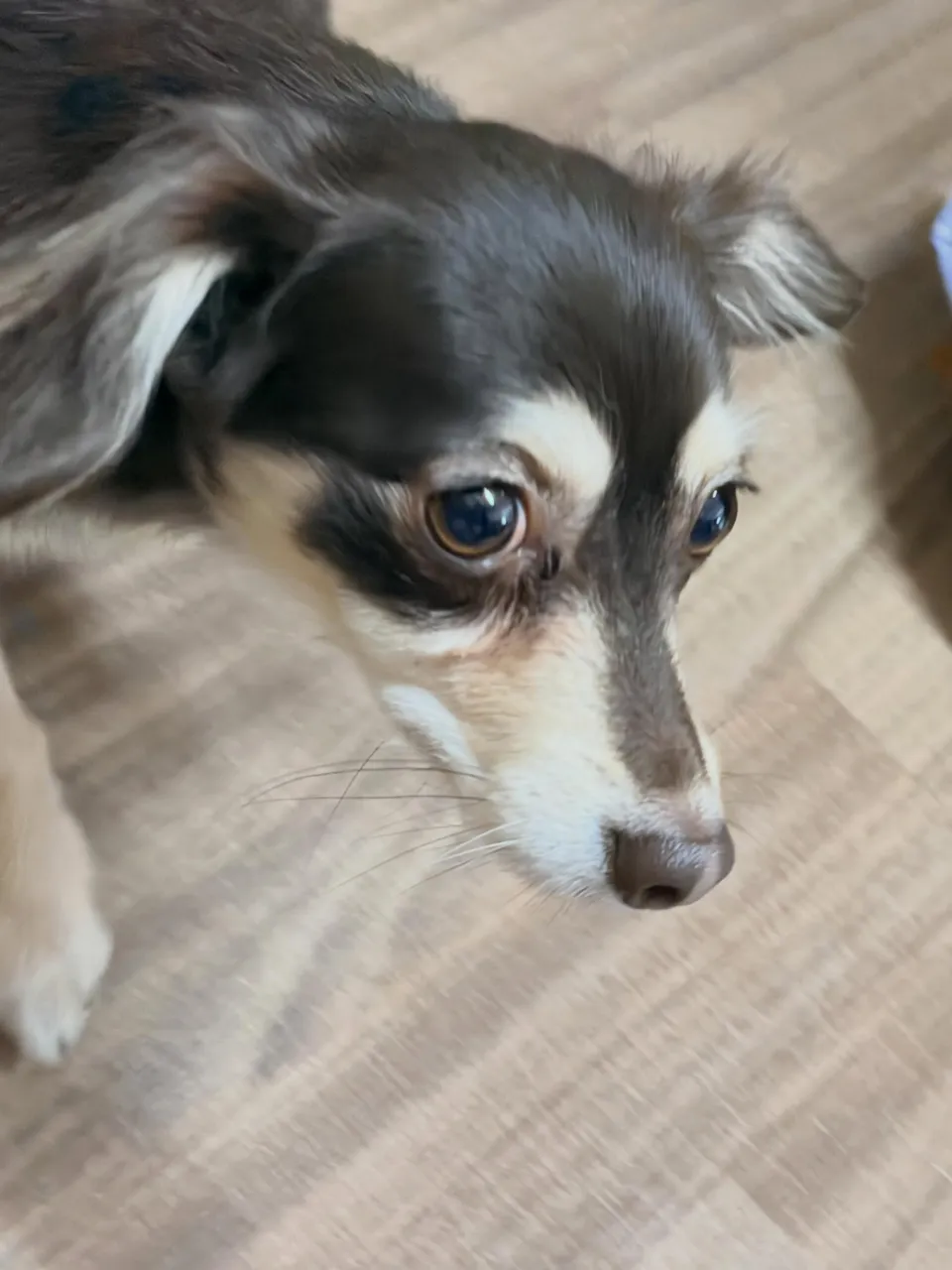 昨日はらぴちゃんのお誕生日でした🎂
