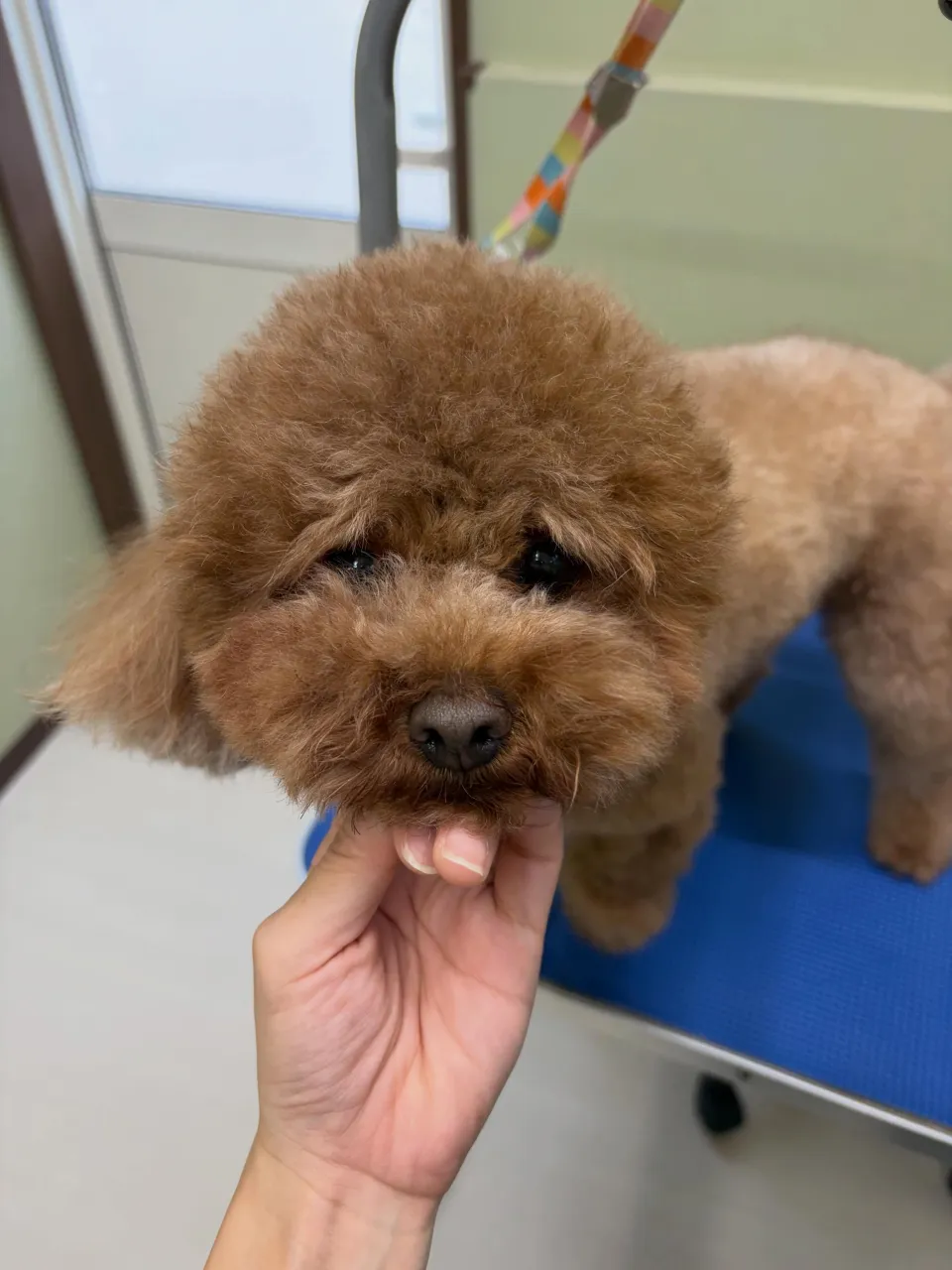 トリミングのセットメニューをご利用頂いたわんこたちです❣️