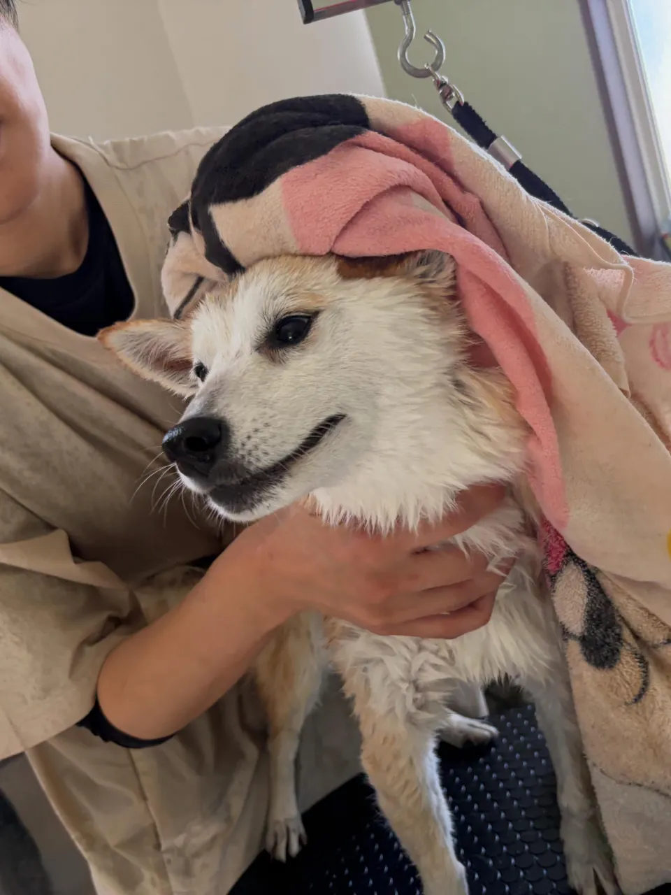 トリミングのセットメニューをご利用頂いたわんこたちです❣️