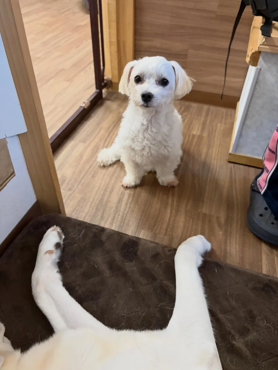 トリミングのセットメニューをご利用頂いたわんこたちです❣️