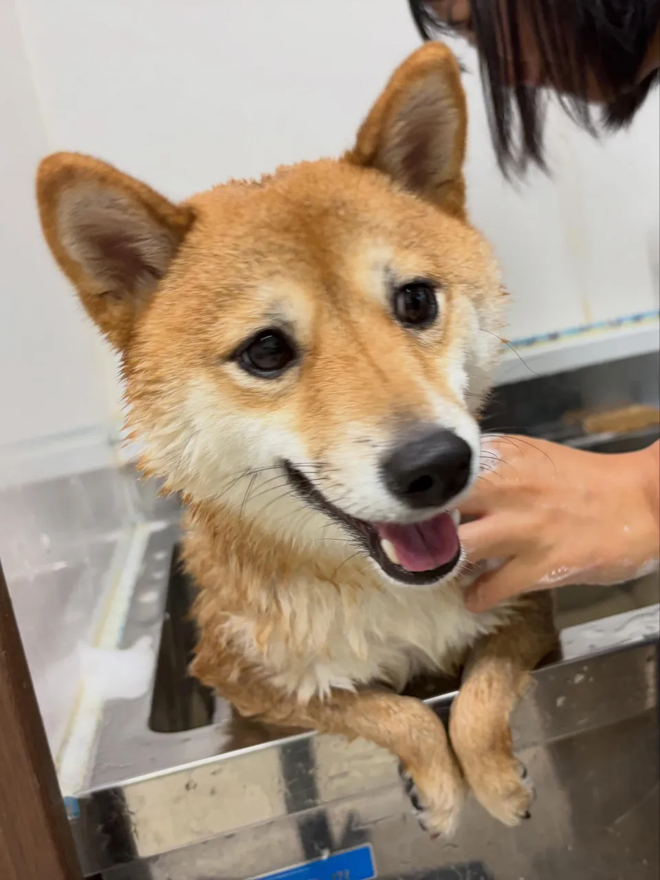 トリミングのセットメニューをご利用頂いたわんこたちです🎶