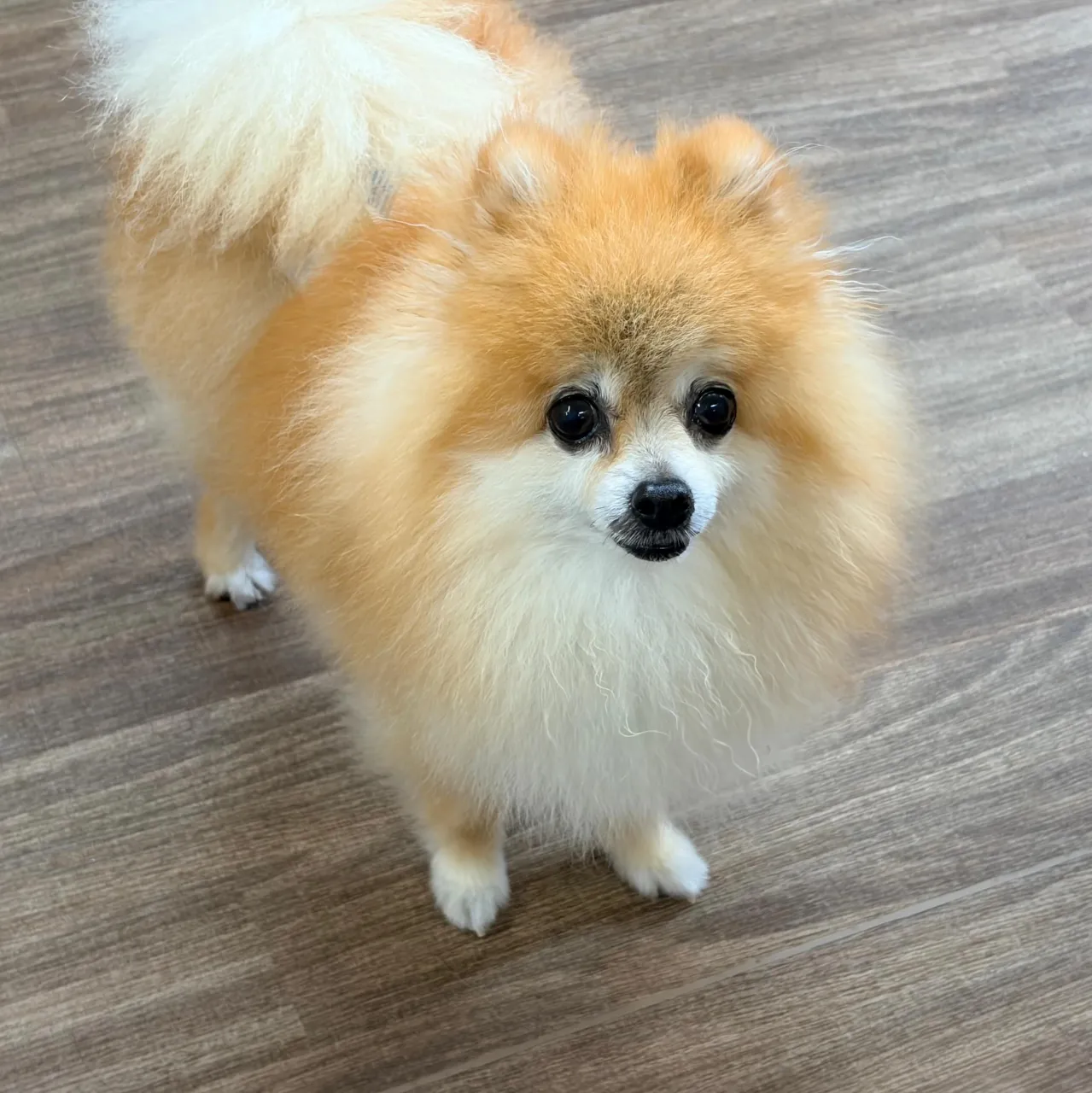 入会してくれたいちくんです🧡