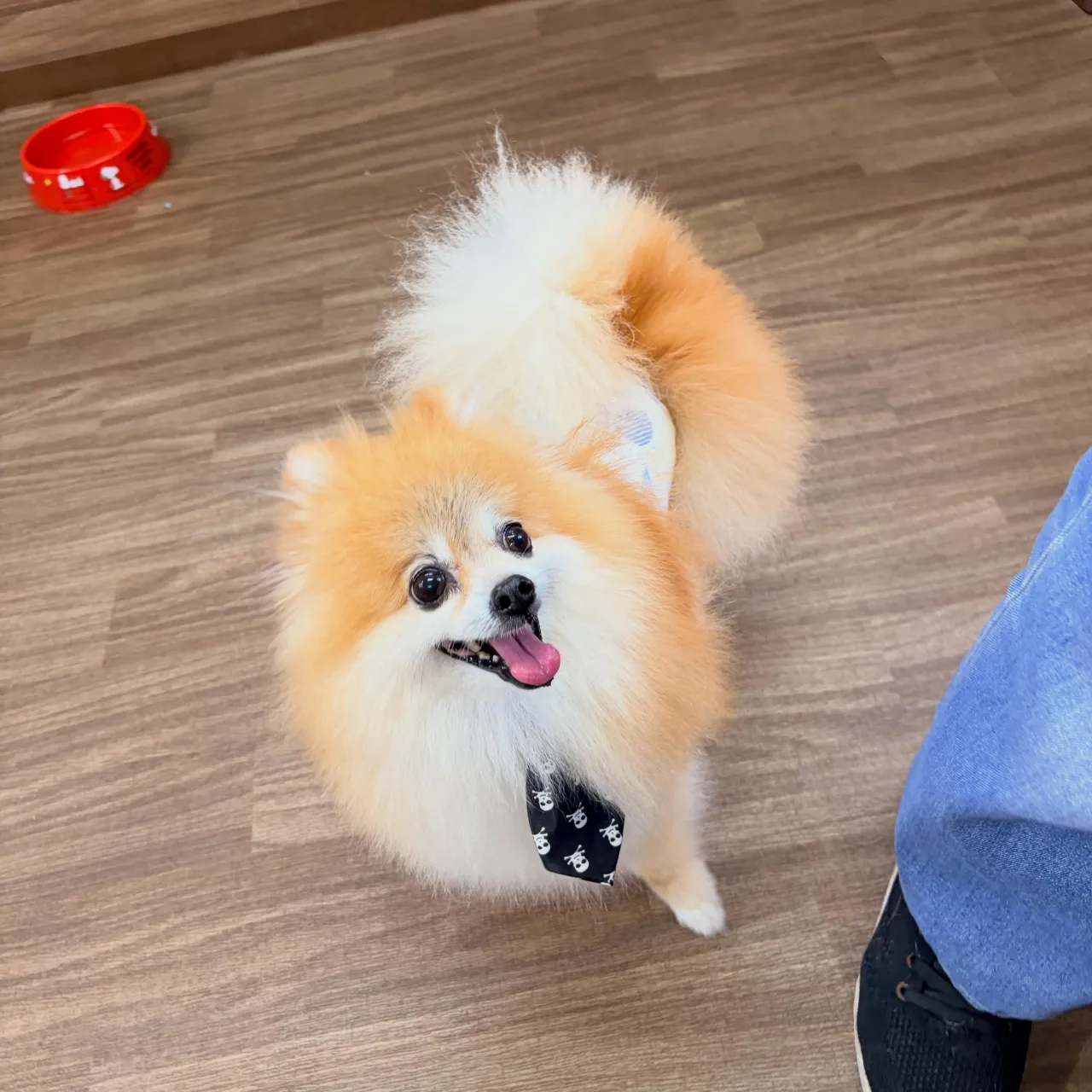 入会してくれたいちくんです🧡