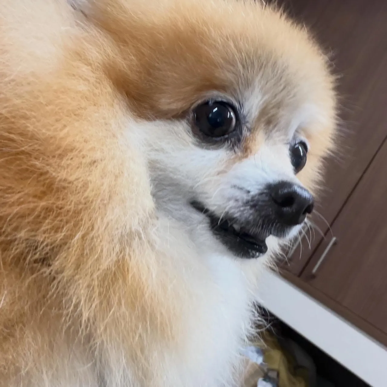 入会してくれたいちくんです🧡