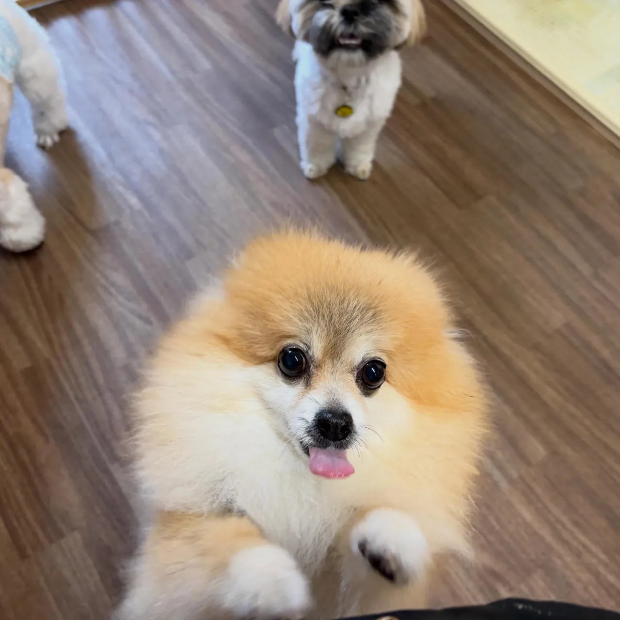 入会してくれたいちくんです🧡